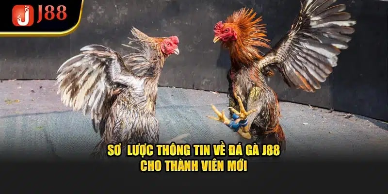 Sơ lược về đá gà j88