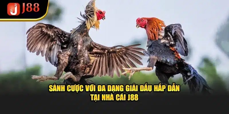 Số lượng kèo đấu chọi gà siêu đa dạng